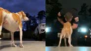 Imagem Cadela idosa e doente faz de tudo para esperar reencontro com tutor; assista