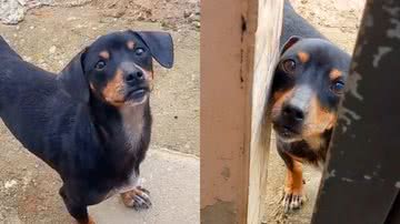 Reprodução/TikTok @carolinedellaquil