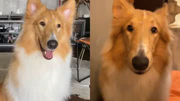 Reprodução/TikTok @marcelapozzan