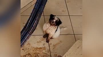 Reprodução/TikTok @dianafernandes7004