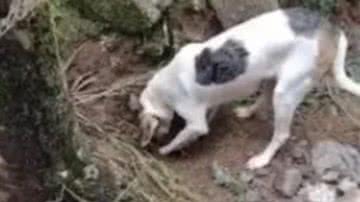 Reprodução/ Vídeo