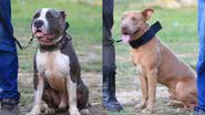 Imagem FVS23: Cães fazem patrulha em evento e têm êxito em missão