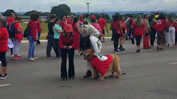 Reprodução/Twitter @Metropoles