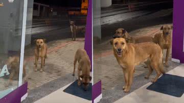 Reprodução/TikTok @mayane.sabino