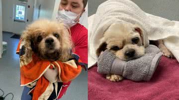 Reprodução/Tri-County Humane