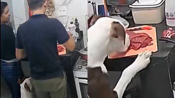 Reprodução/TikTok @cacaandcrazydog