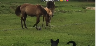 Reprodução// Vídeo