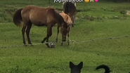 Reprodução// Vídeo