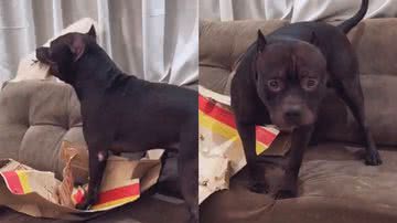 Reprodução/TikTok @sampert_