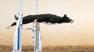 Reprodução/Instagram @dogphotographyawards