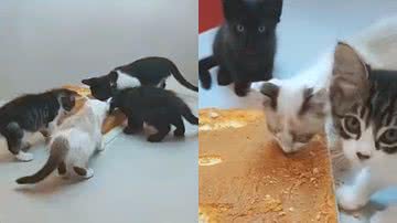 Reprodução/TikTok @delice_spiummer