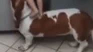 Reprodução / Vídeo