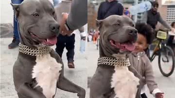 Reprodução/Twitter @Zanfa