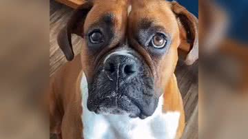 Reprodução/TikTok @rebeca_abdala