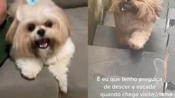 Reprodução/ Vídeo
