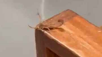 Reprodução/Twitter