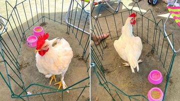 Reprodução/Instagram/@Mundorosaz13