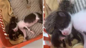 Divulgação/Guarda Municipal de Vila Velha