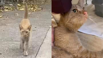 Reprodução/Instagram @savingbelladonna