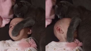 Imagem Gata vira babá e mostra técnicas diferenciadas para cuidar de bebê; assista