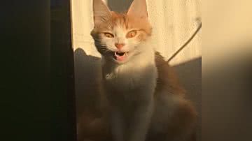 Reprodução/TikTok @renanrequelme