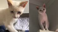 Reprodução/TikTok @porgattothai