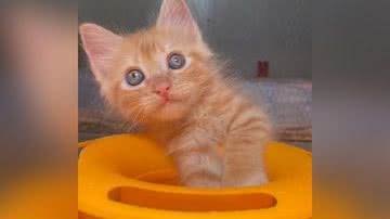 Reprodução/TikTok @gatosdoquarto