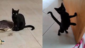 Reprodução/TikTok @laviniatrindade