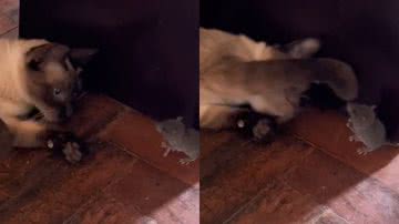 Reprodução/TikTok @polianastaloch