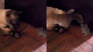 Reprodução/TikTok @polianastaloch