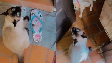 Reprodução/TikTok @vivianeh.soares.1