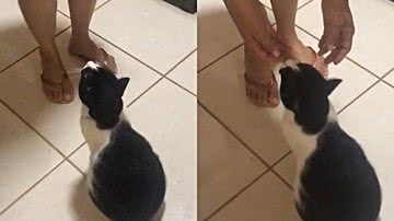 Reprodução/TikTok @micheline.macedo