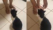 Reprodução/TikTok @micheline.macedo