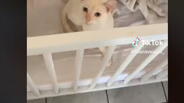 Reprodução// TikTok @luanaveigaa_