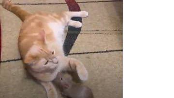 Reprodução// Vídeo