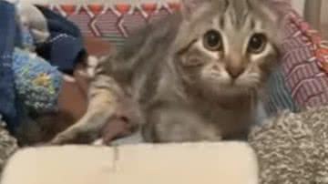 Reprodução/ Vídeo