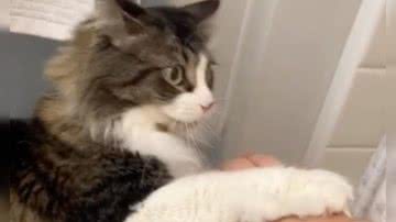 Reprodução/ Vídeo