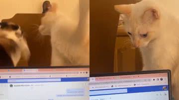 Reprodução/TikTok @bellapsousa