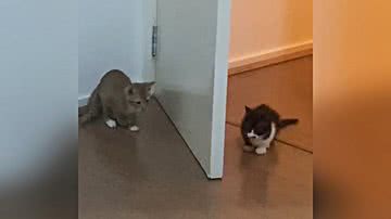 Reprodução/TikTok @nathalia.salgado