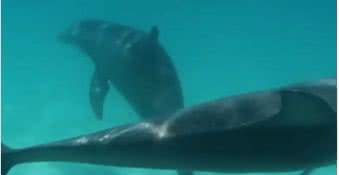 Reprodução// Vídeo