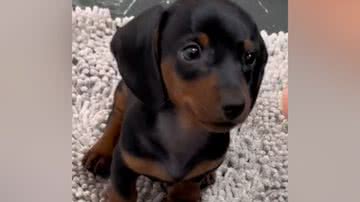 Reprodução/TikTok @educaipira