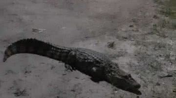 Imagem Jacaré sai para 'passeio noturno' e acaba assustando moradores de cidade baiana