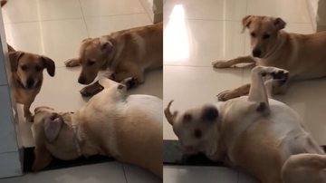 Reprodução/TikTok @bell4n