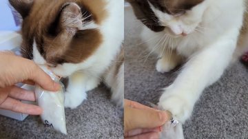 Reprodução/TikTok @ashleighedmunds