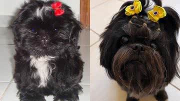 Reprodução/Instagram @dra.laiscaldass