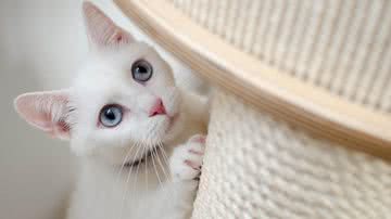 Daga_Roszkowska por Pixabay