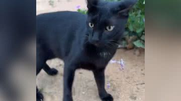 Reprodução/TikTok @tamiresaraujoo10