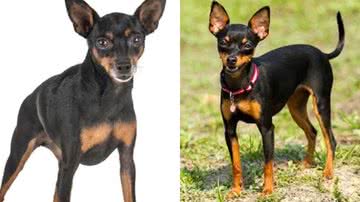 Reprodução/TikTok @leoscorrea1