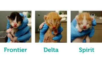 Reprodução/Twitter @animalfndlv