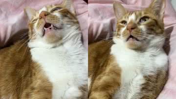 Reprodução/TikTok @chelesilveira_